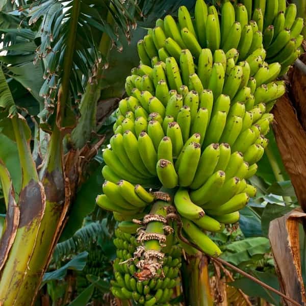 تصویر 5 از قیمت نهال موز گلخانه ای + خرید باور نکردنی